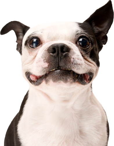 Happy Pet Insurance - Get Pet Insurance Quotes Now!